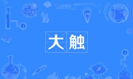 网络上的“大触”是什么意思？