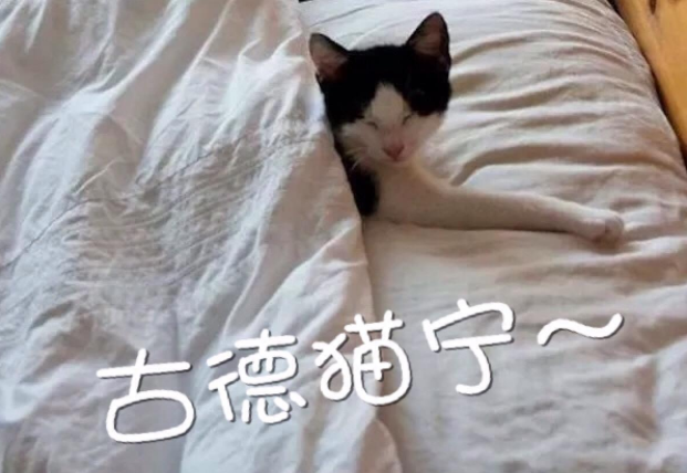 【网络用语】“古德猫宁”是什么意思？