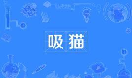 【网络用语】“吸猫”是什么意思？