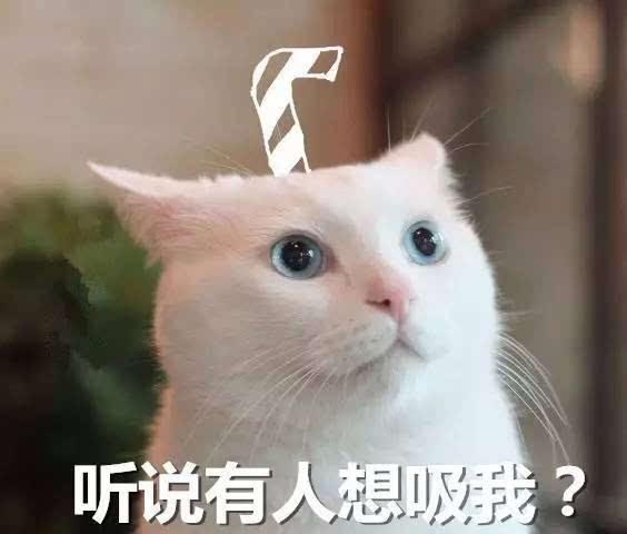 【网络用语】“吸猫”是什么意思？