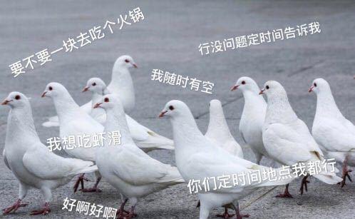 【网络用语】“鸽子友谊”是什么意思？