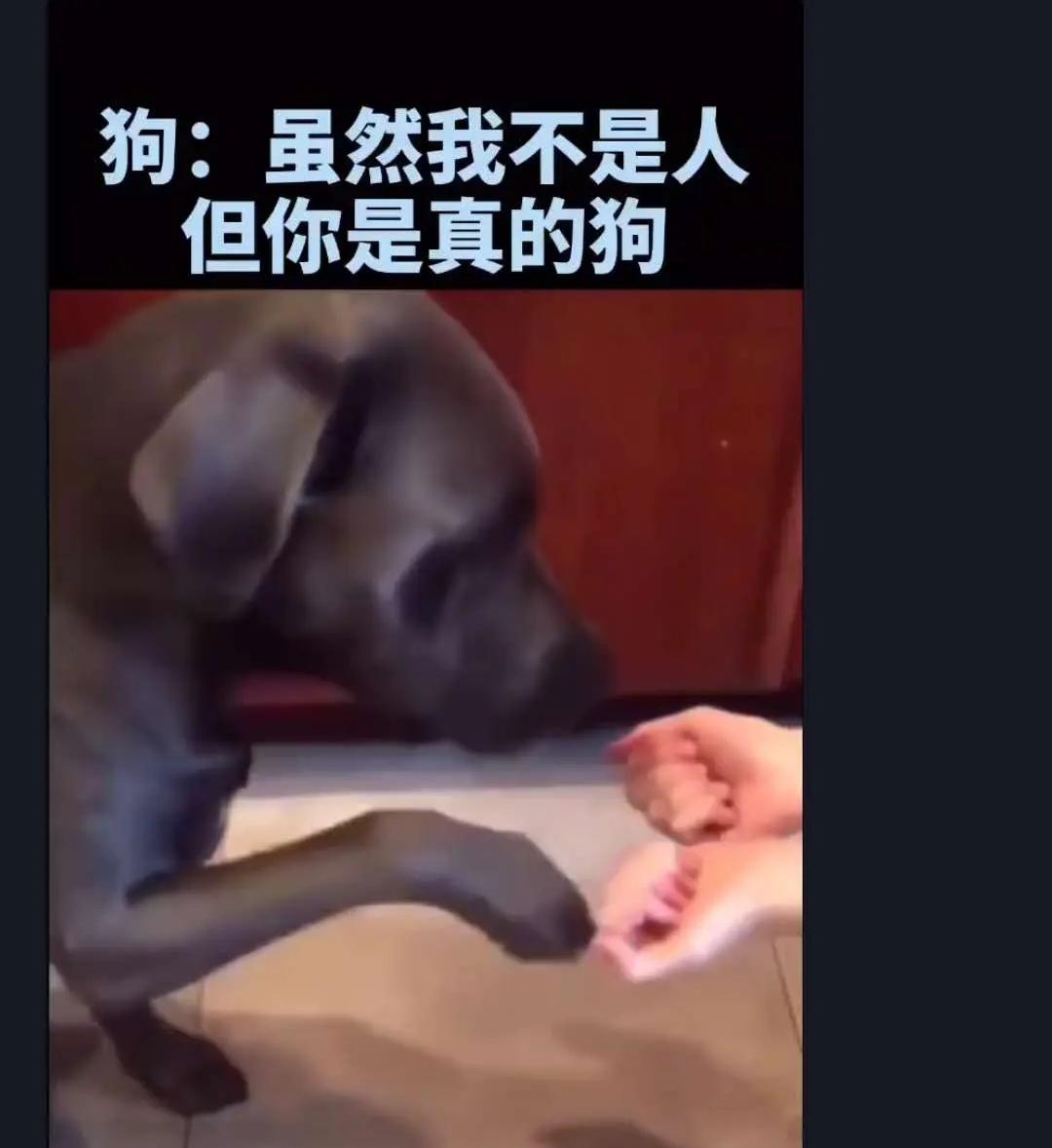 「热梗百科」“你是真的狗”什么梗?