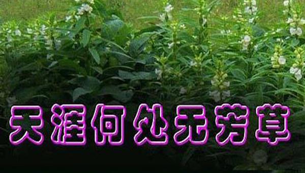 “人生何处无芳草，何必单恋一枝花”是什么意思？