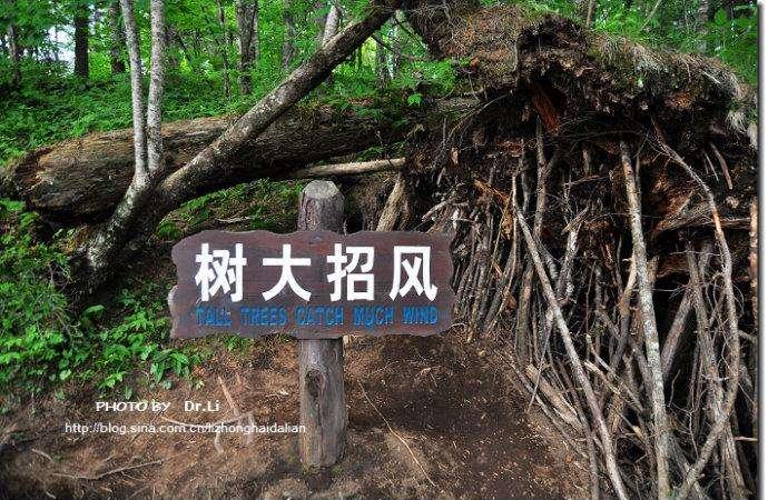 “木秀于林，风必摧之”是什么意思？