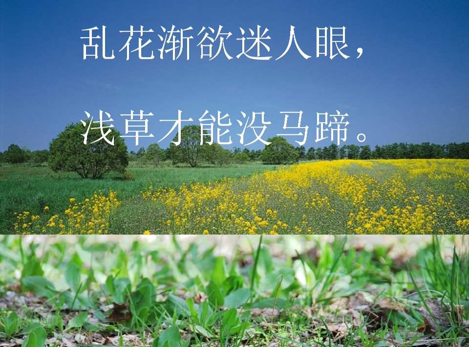 “乱花渐欲迷人眼，浅草才能没马蹄”是什么意思？