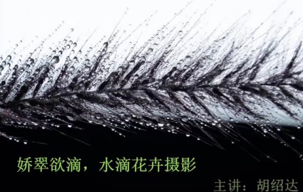 花无缺-摇拍与水滴花卉拍摄技法，主讲：胡绍达老师